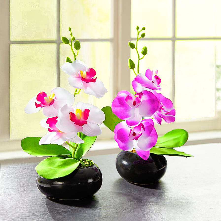 Декоративное растение "Орхидея лила" [08170], 
