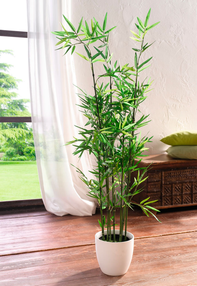 Декоративное растение "Бамбук"
