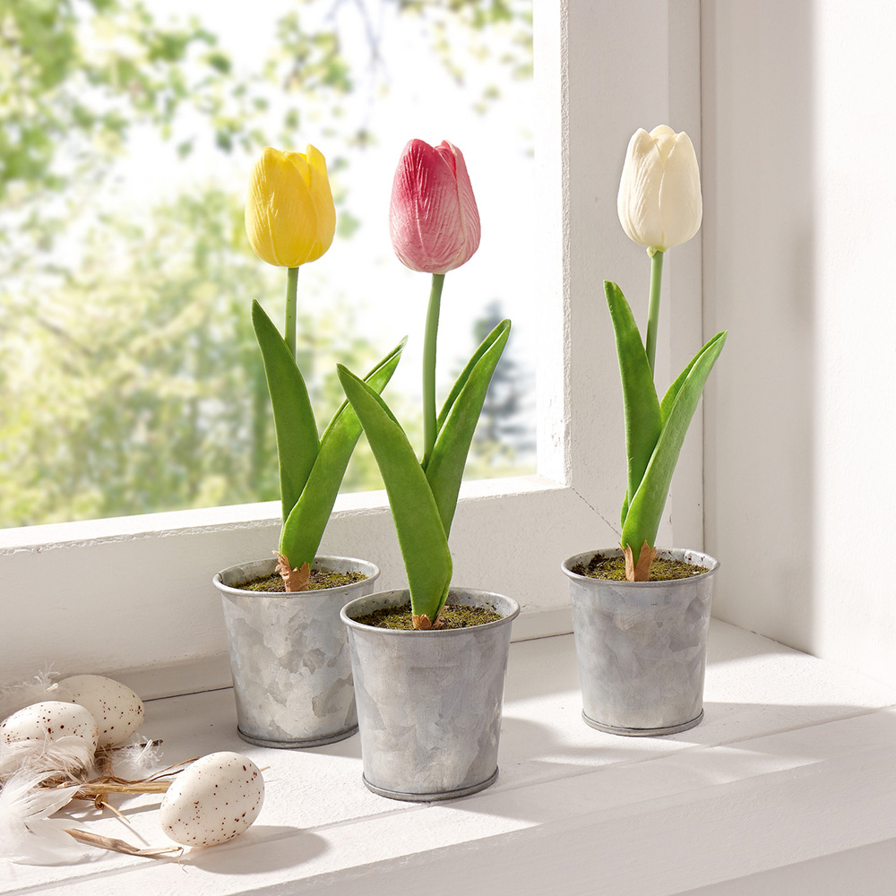 Можно ли вырастить тюльпаны в домашних условиях. Выгонка тюльпанов. Зимняя выгонка тюльпанов. Луковичные цветы тюльпаны.