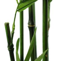 Декоративное искусственное растение "Бамбук" [04815], 
