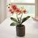 Декоративное растение "Орхидея" [07200], 