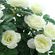 Декоративное растение "Белые розы" [08009], 